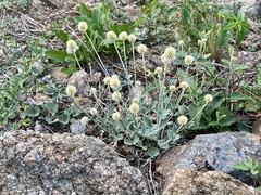 Pfaffia gnaphalioides