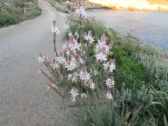 Asphodelus ramosus ramosus