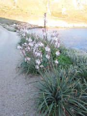 Asphodelus ramosus ramosus