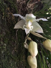 Stanhopea ruckeri