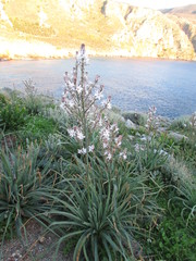 Asphodelus ramosus ramosus