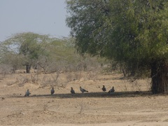 Neophron percnopterus