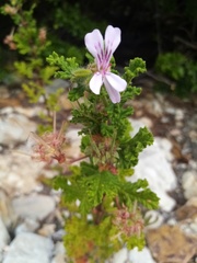 Pelargonium quercifolium