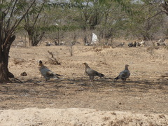 Neophron percnopterus