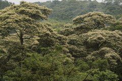 Parapiptadenia rigida