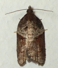 Acleris celiana