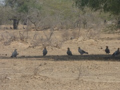 Neophron percnopterus