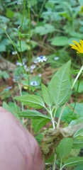 Heliopsis buphthalmoides