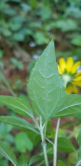 Heliopsis buphthalmoides