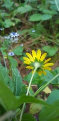 Heliopsis buphthalmoides