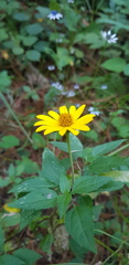 Heliopsis buphthalmoides