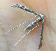 Anstenoptilia