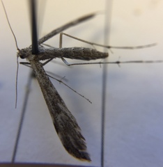 Anstenoptilia