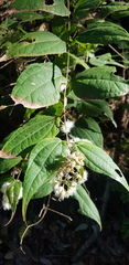 Ageratina areolaris
