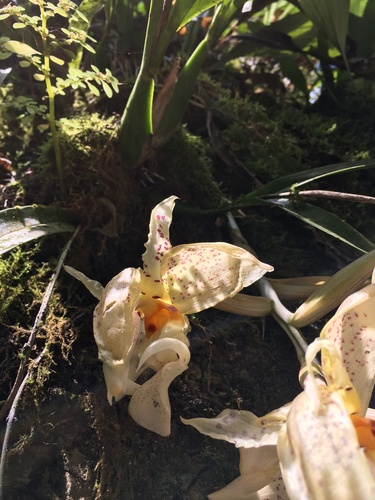 Stanhopea ruckeri, photograph 4
