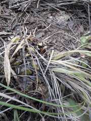 Oncidium graminifolium