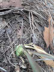 Oncidium graminifolium