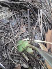 Oncidium graminifolium