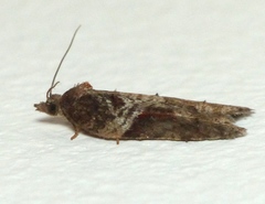 Acleris celiana