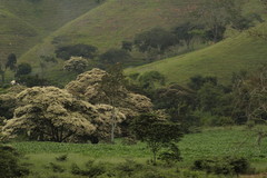 Parapiptadenia rigida