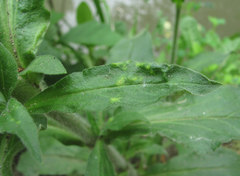 Brachycaudus klugkisti