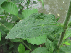 Brachycaudus klugkisti