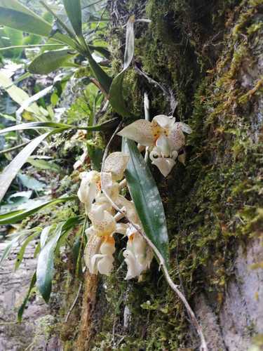 Stanhopea ruckeri, photograph 5