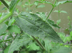 Brachycaudus klugkisti