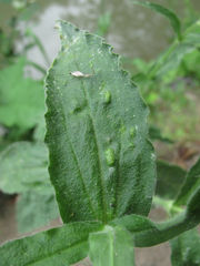 Brachycaudus klugkisti