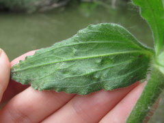 Brachycaudus klugkisti