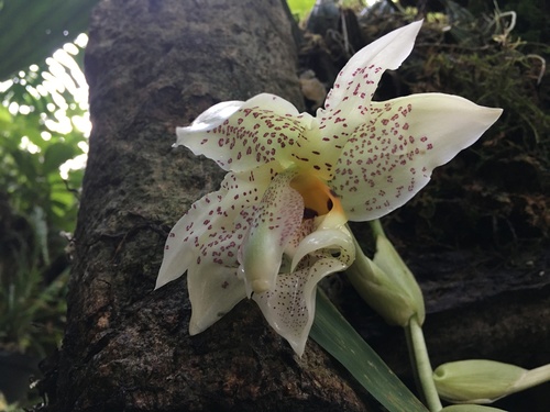 Stanhopea ruckeri, photograph 6