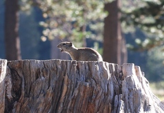 Urocitellus beldingi