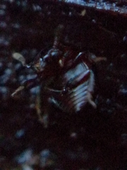 Agathidium nigrinum