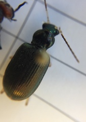 Chlaenius solitarius