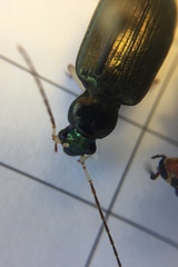 Chlaenius solitarius