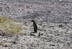 Urocitellus beldingi