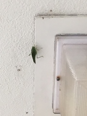 Microcentrum californicum