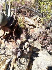 Adromischus sphenophyllus