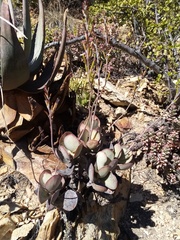 Adromischus sphenophyllus