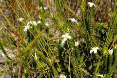 Lachnaea grandiflora