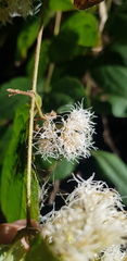 Ageratina areolaris
