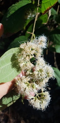 Ageratina areolaris