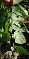 Ageratina areolaris