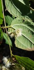 Ageratina areolaris