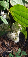 Ageratina areolaris