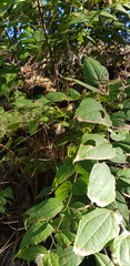 Ageratina areolaris