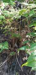 Ageratina areolaris