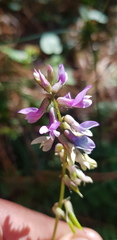 Astragalus guatemalensis