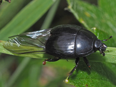 Histerinae