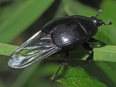 Histerinae